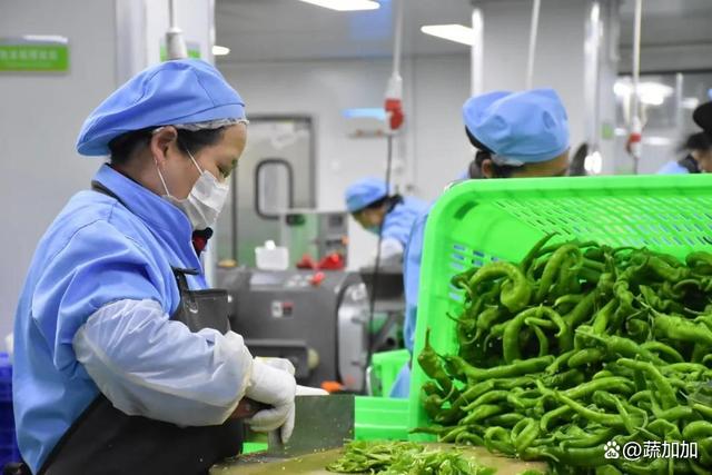 食材凈菜加工與預制菜的差異化解析 以蔬菜為例，保鮮與便利的兩大烹飪革新